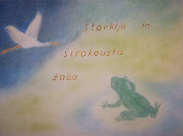 Širokousta žaba